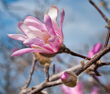 5 LOEBNER MAGNOLIA Loebneri TREE Shrub Seeds - Cross of M Stellata & Kobus - Fragrant Pink White Huge 3 - 5